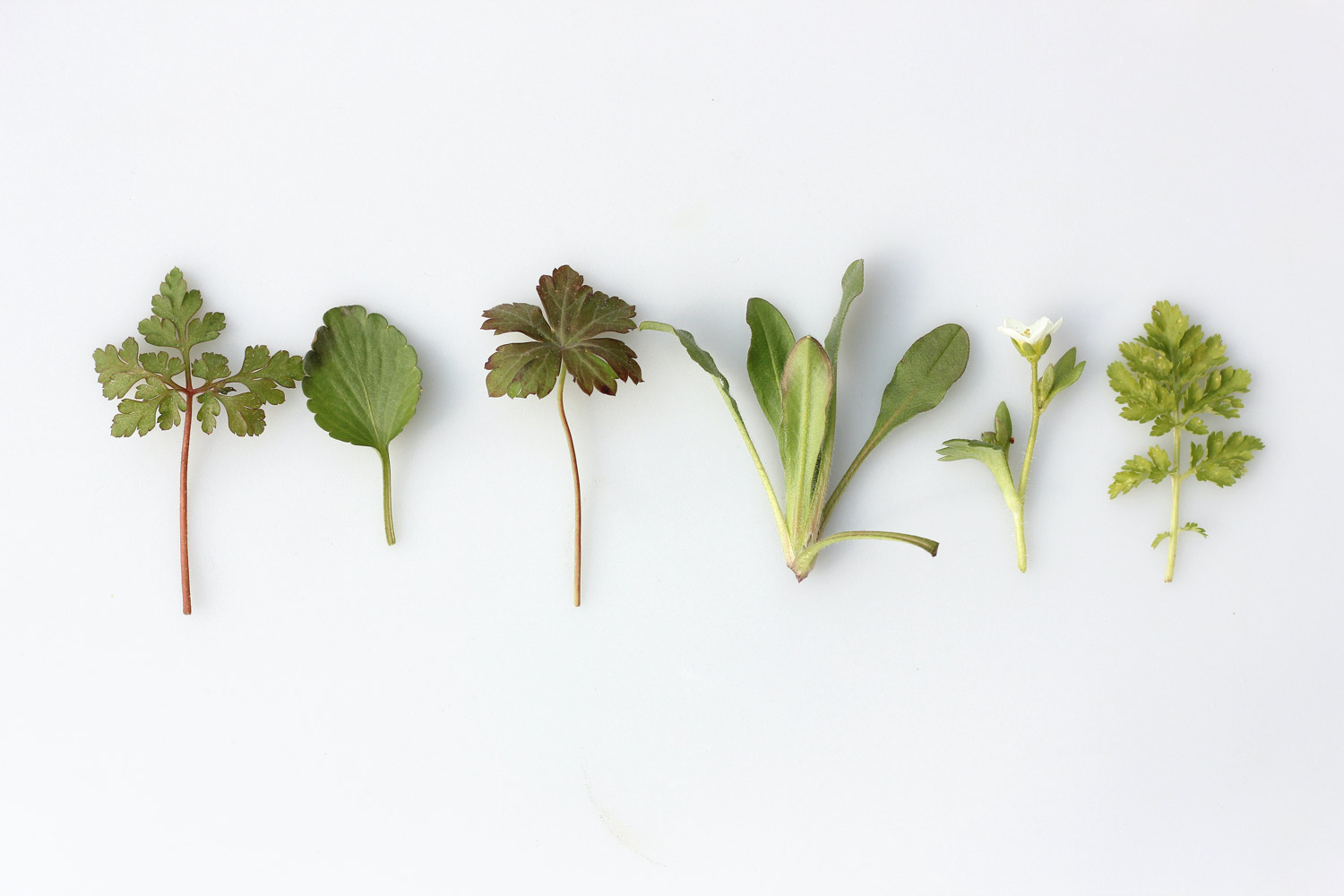 leaves-1 leaves-1